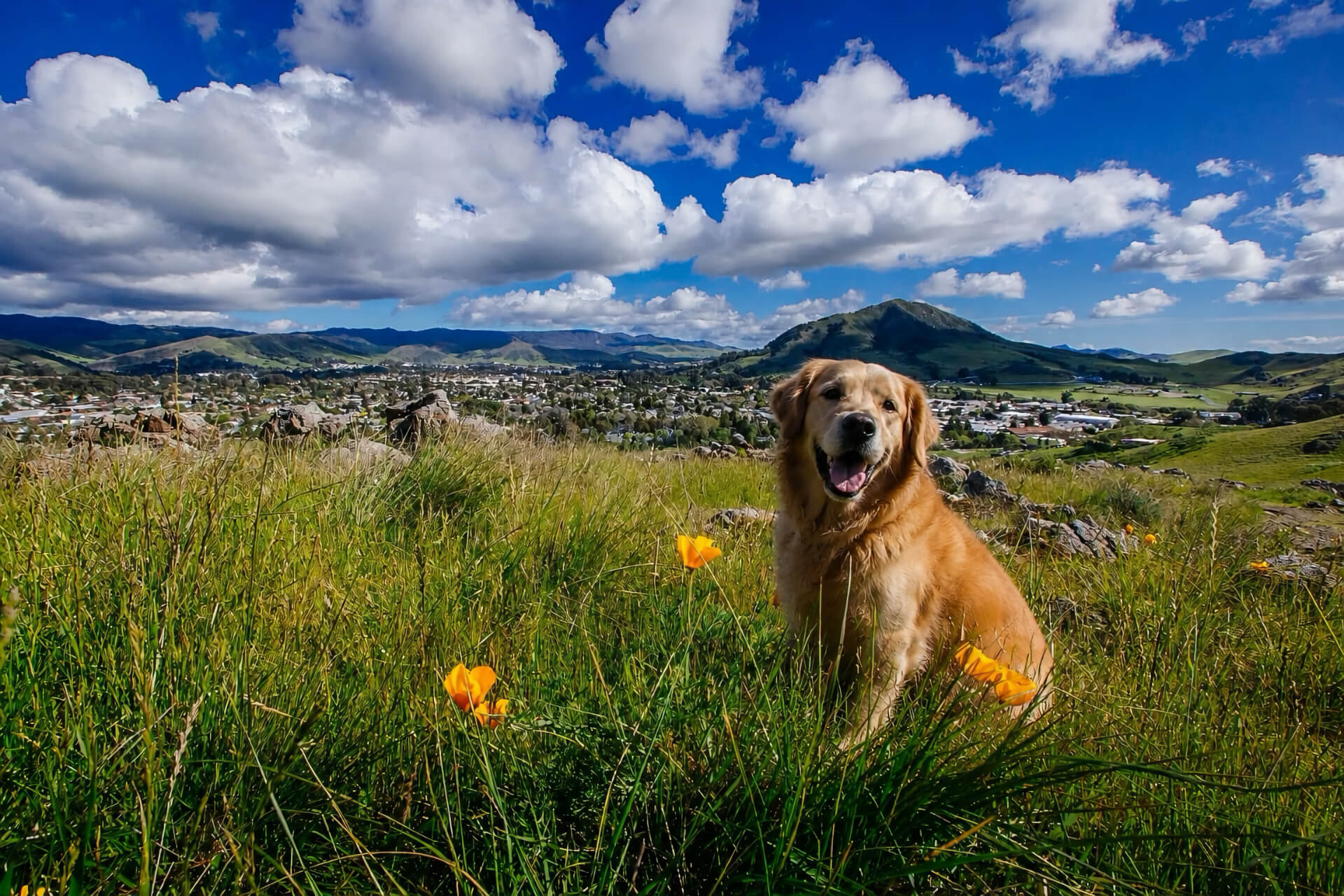 San Luis Obispo Veterinarian Mobile Slider